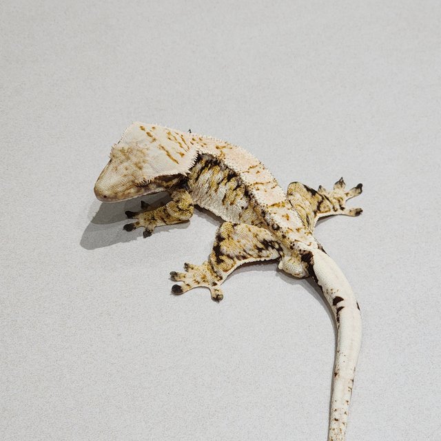 White Spot Tri Extreme Harlequin Drippy Barb