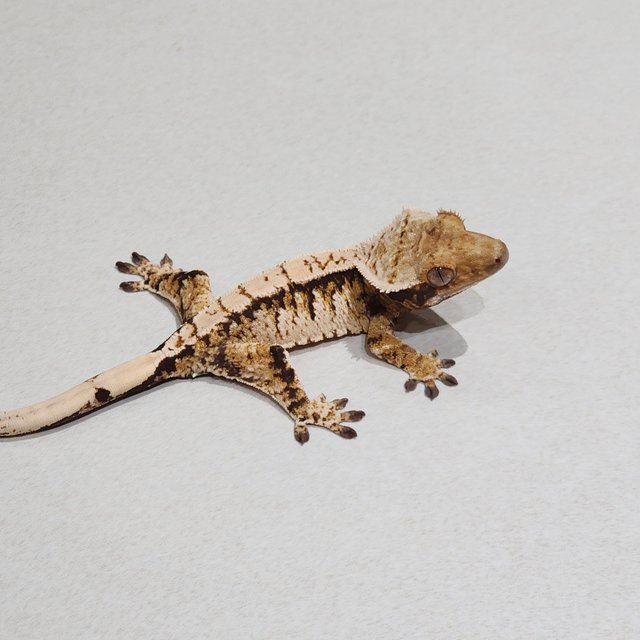 Drippy White Pin White Spot Tri Extreme Harlequin