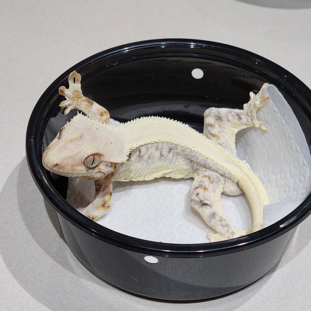 Solid Back Lilly White