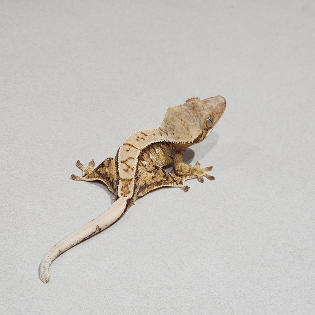 트라이 익스트림할리퀸 화이트스팟