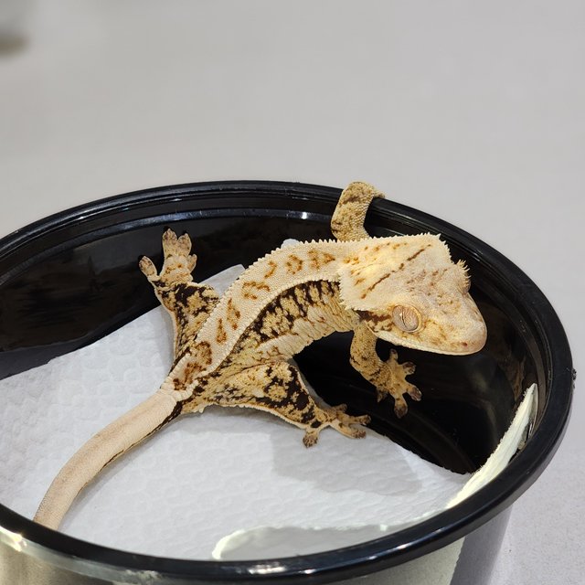 Drippy Tri White Crown White Spot Extreme Harlequin