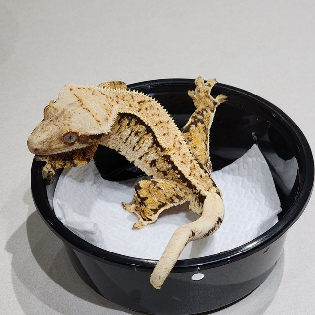 White Spot Tri White Crown Extreme Harlequin