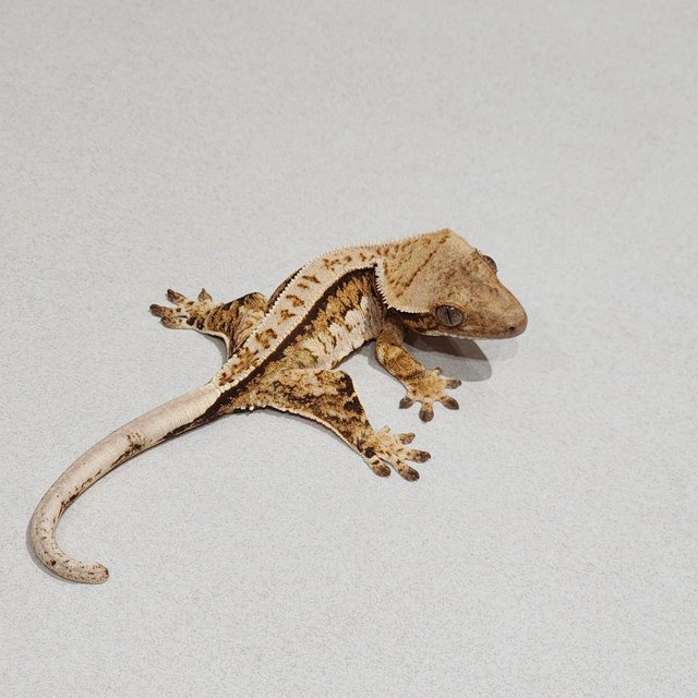 Tri Extreme Harlequin