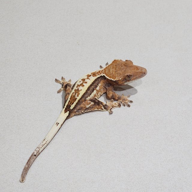 White Pin Cappuccino