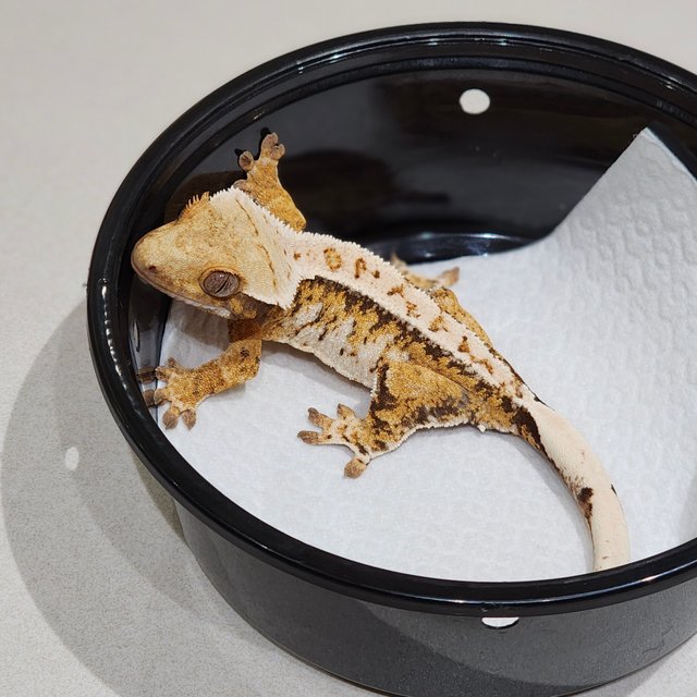 Drippy Tri Extreme Harlequin White Crown