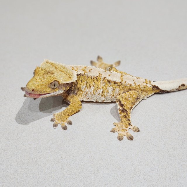 Tri Extreme Harlequin White Spot