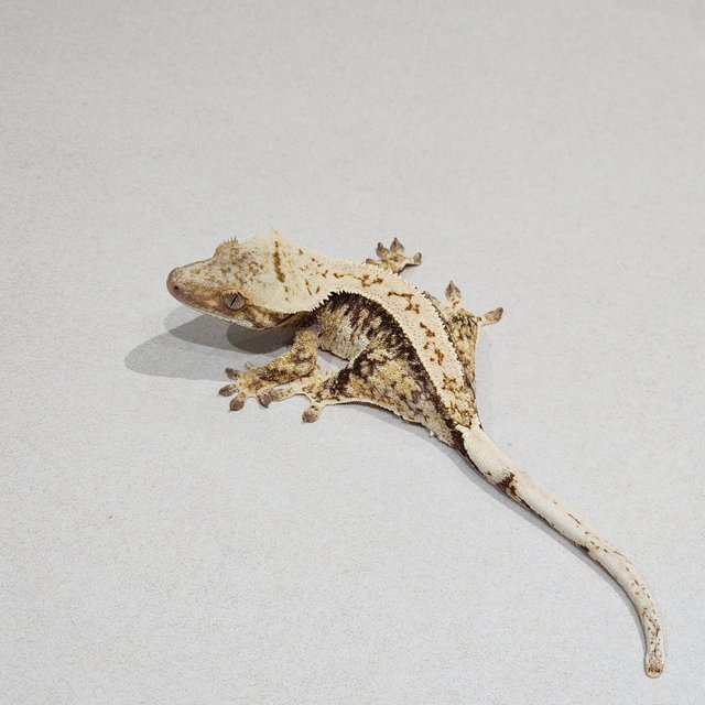 White Spot Drippy Tri