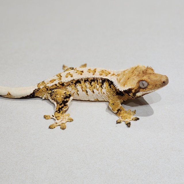 White Crown Drippy Tri Extreme Harlequin White Spot