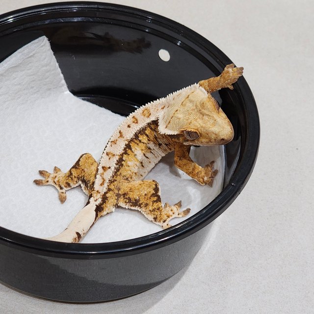 Drippy Tri Extreme Harlequin White Crown