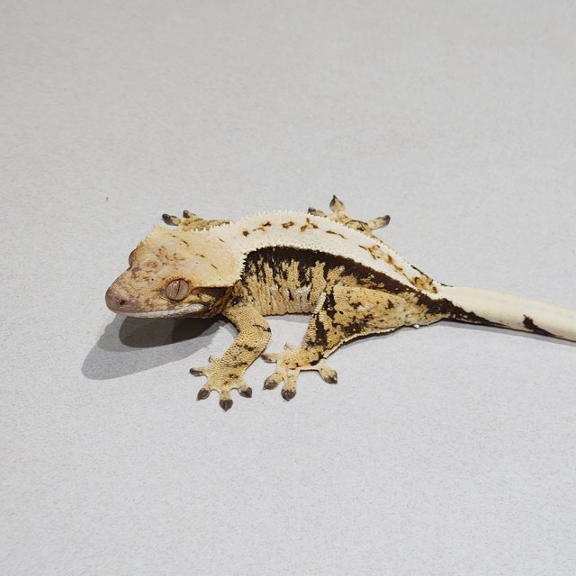 Tri Extreme Harlequin White Pin