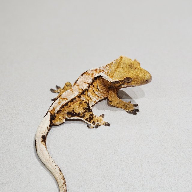 White Crown Tri Extreme Harlequin