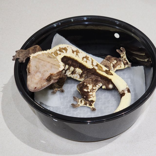 화이트크라운 카푸치노