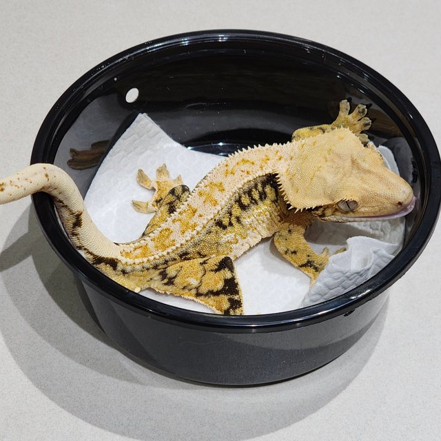 Full Pinstripe Tri Drippy White Spot