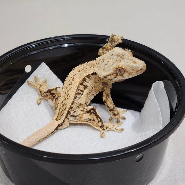 Full Pinstripe Drippy Quad White Spot