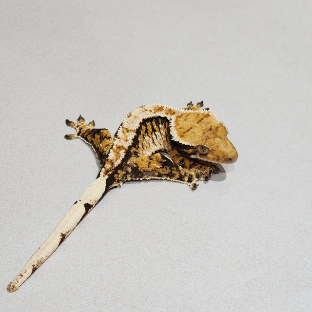 White Pin Tri Extreme Harlequin Zengex