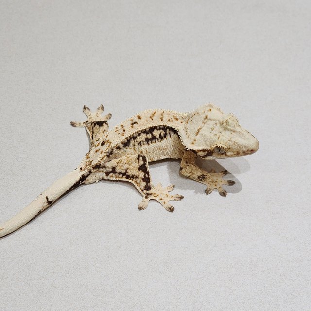 Quad Drippy White Spot White Crown