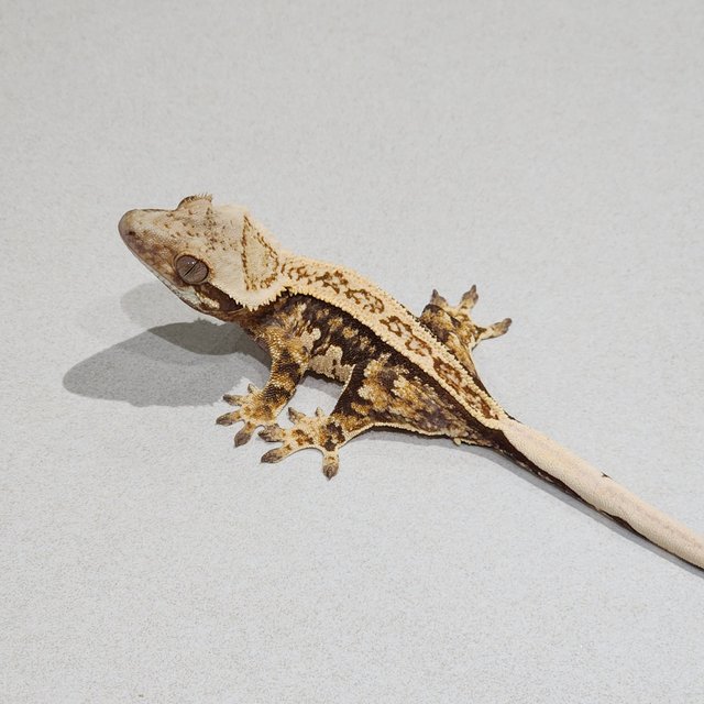 White Pin Full Pinstripe Quad