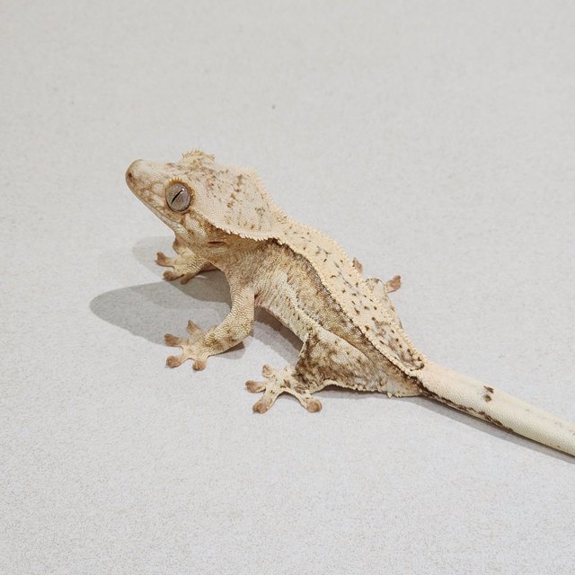 Full Pinstripe Quad Cream White Spot