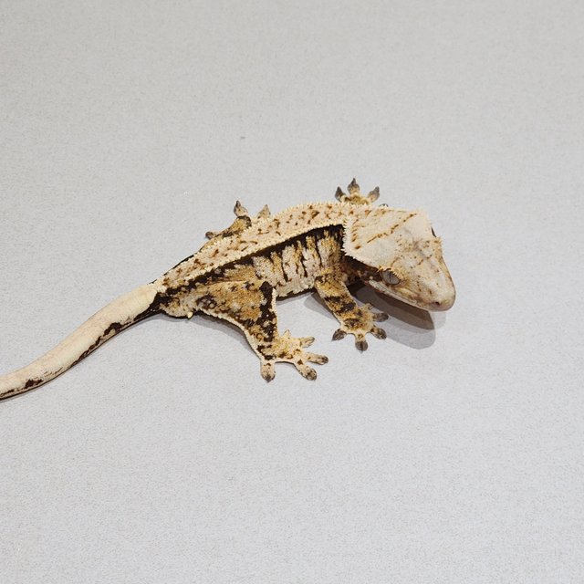 Tri Extreme Harlequin