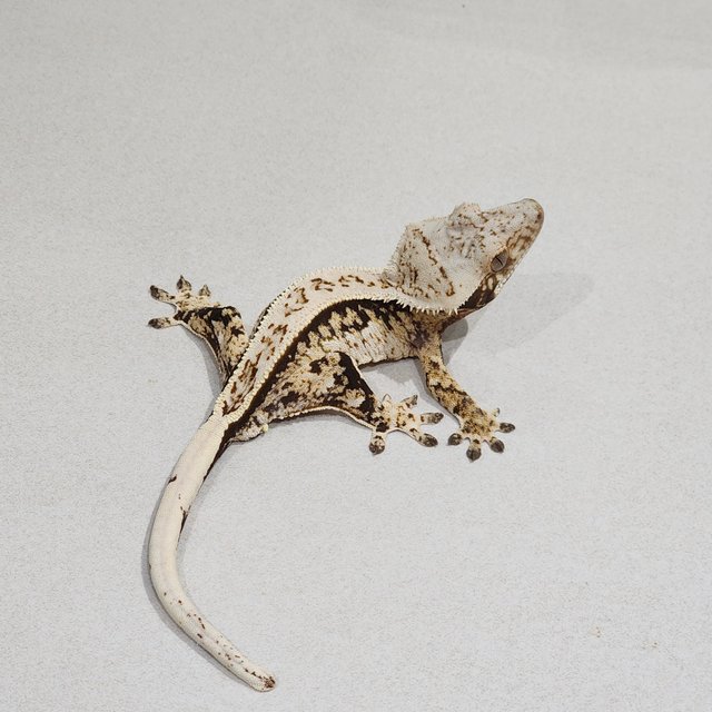 풀핀 트라이 익스트림할리퀸