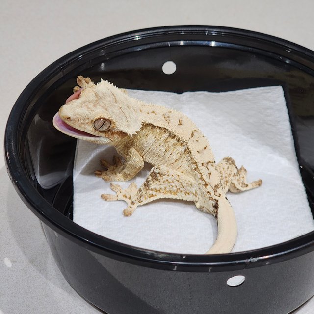 Cream Drippy White Spot