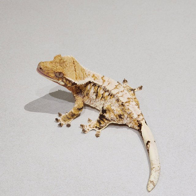 White Spot White Pin Extreme Harlequin Tri White Crown