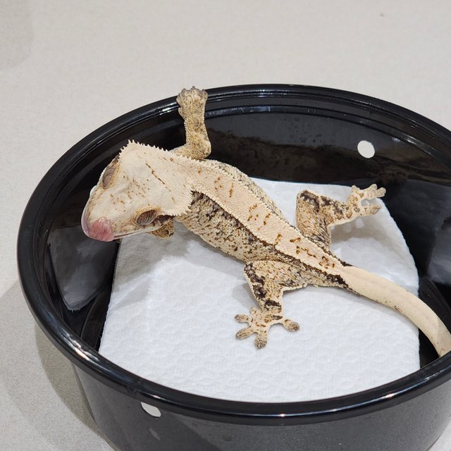 트라이 드리피 화이트스팟