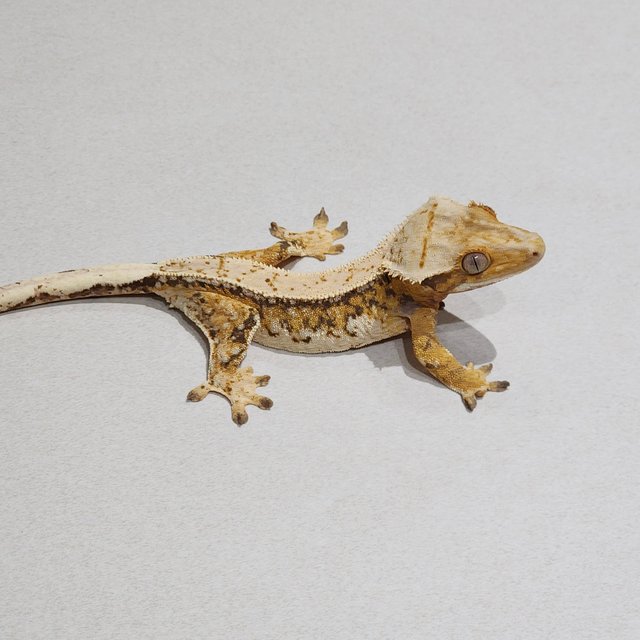 Emily Extreme Harlequin Drippy Full Pinstripe Tri Zengex