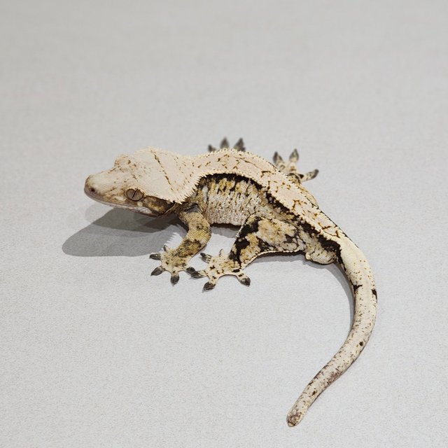 Extreme Harlequin White Spot Tri White Pin