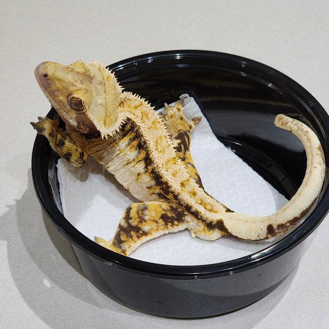 화이트크라운 드리피 트라이 익스트림할리퀸