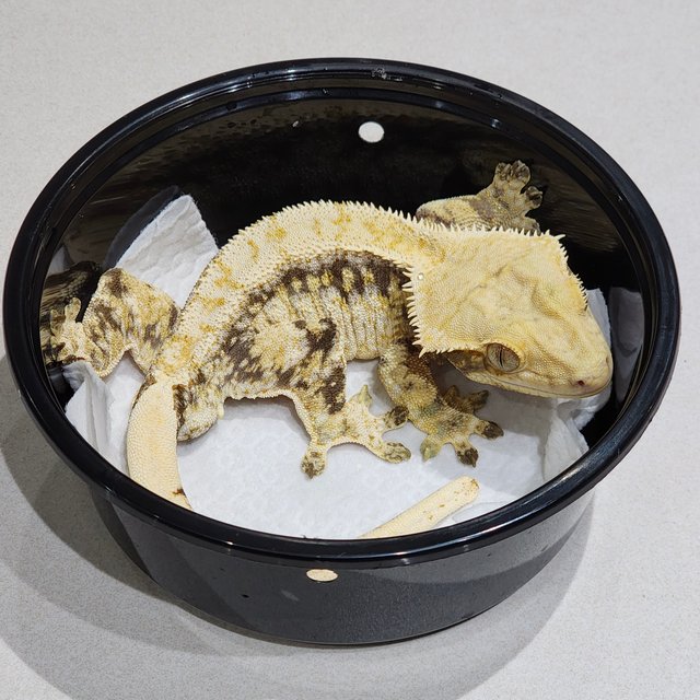 드리피 트라이 익스트림할리퀸 화이트스팟 화이트크라운