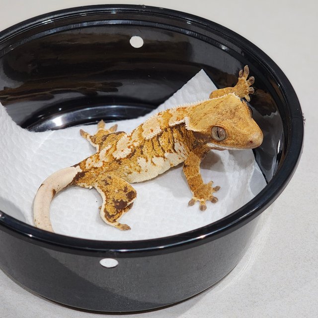 White Crown Tri Extreme Harlequin