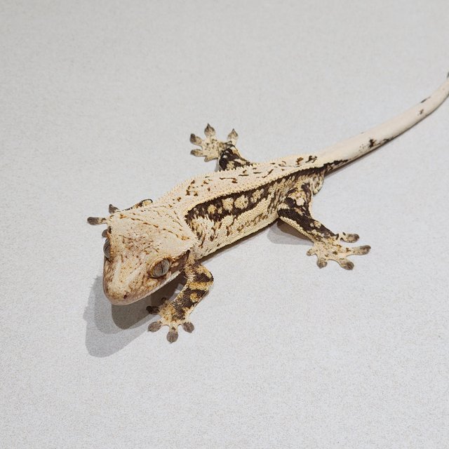Full Pinstripe Quad White Spot