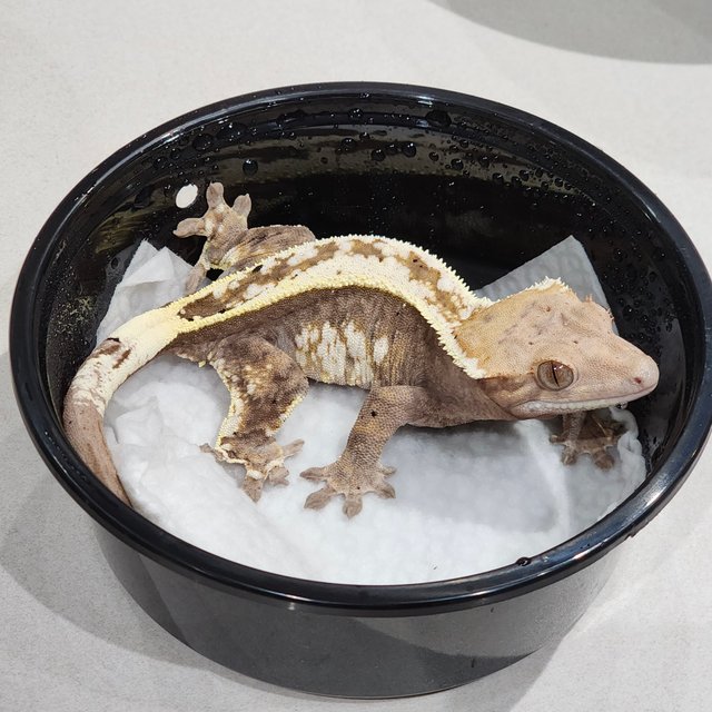 풀핀 화이트크라운 카푸치노