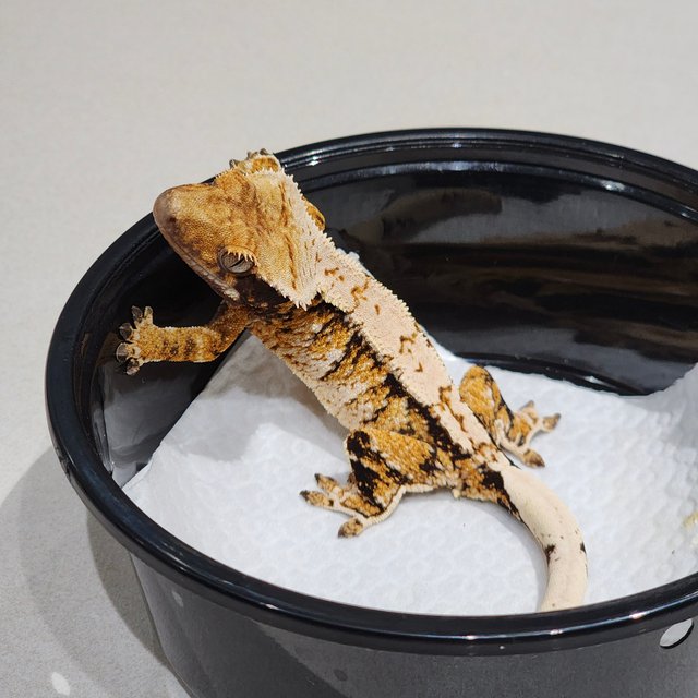 White Crown Tri Extreme Harlequin Drippy White Pin White Spot