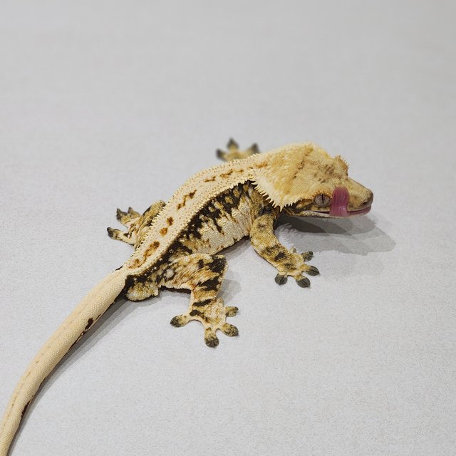 Zengex Full Pinstripe White Spot White Pin Extreme Harlequin Tri