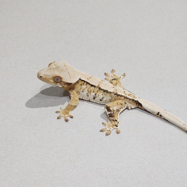 Tri Extreme Harlequin