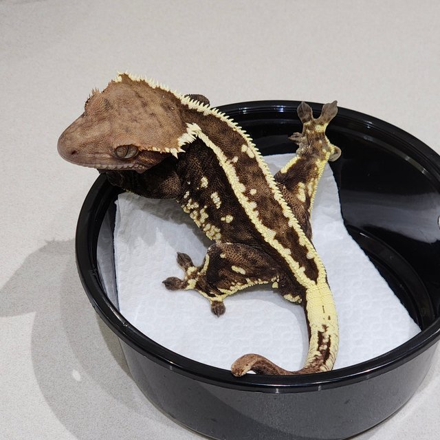 화이트크라운 카푸치노 풀핀