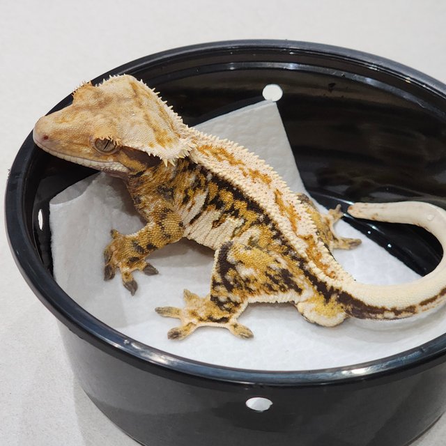 Tri White Spot Drippy White Pin Extreme Harlequin