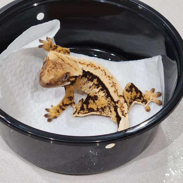 드리피 화이트스팟 화이트핀 화이트크라운