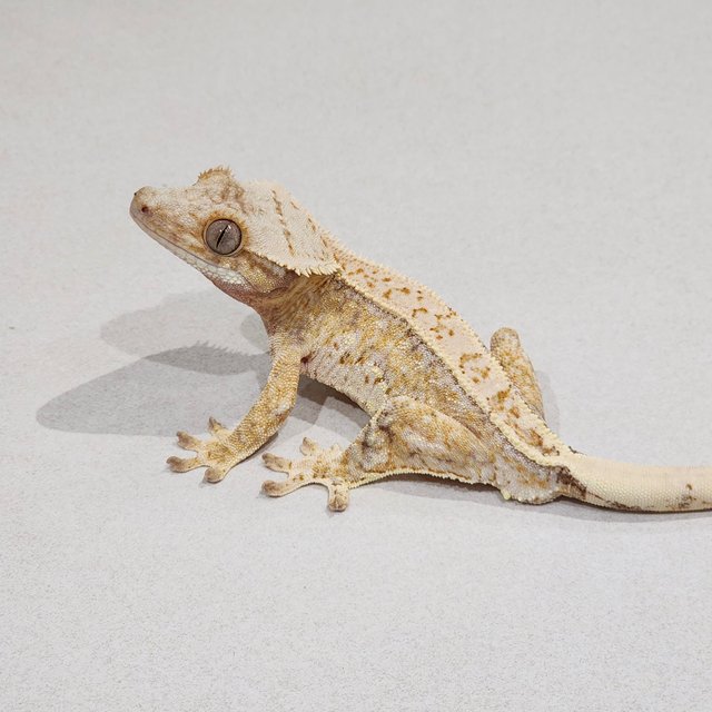 Drippy Tri Extreme Harlequin White Spot