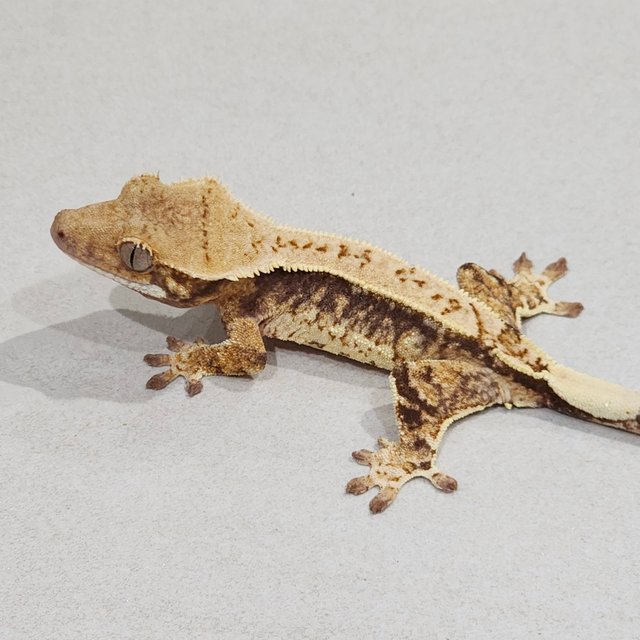 Drippy White Spot Zengex