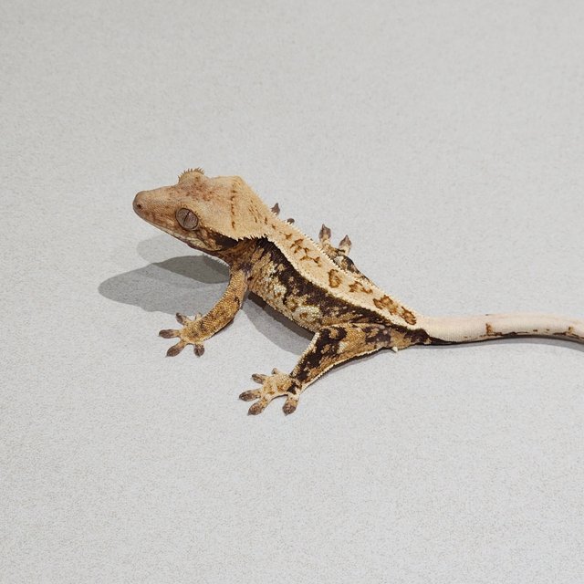 풀핀 드리피 트라이 익스트림할리퀸