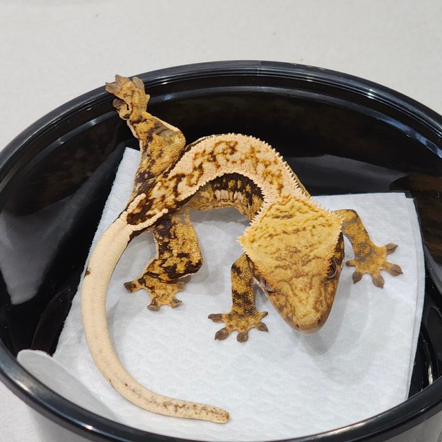 쿼드 화이트스팟