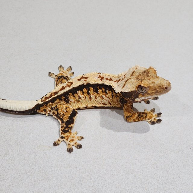 Tri Extreme Harlequin White Spot