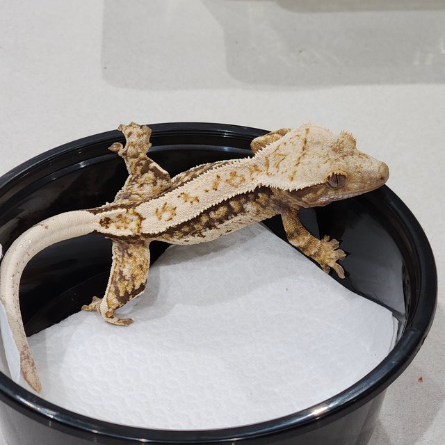 Quad White Spot White Crown