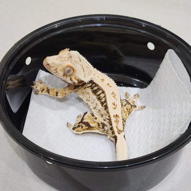 Drippy Quad White Spot