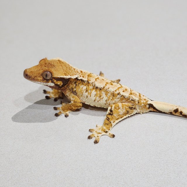 White Crown Extreme Harlequin Tri White Spot