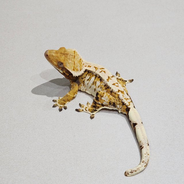 White Spot White Pin Tri Extreme Harlequin Drippy