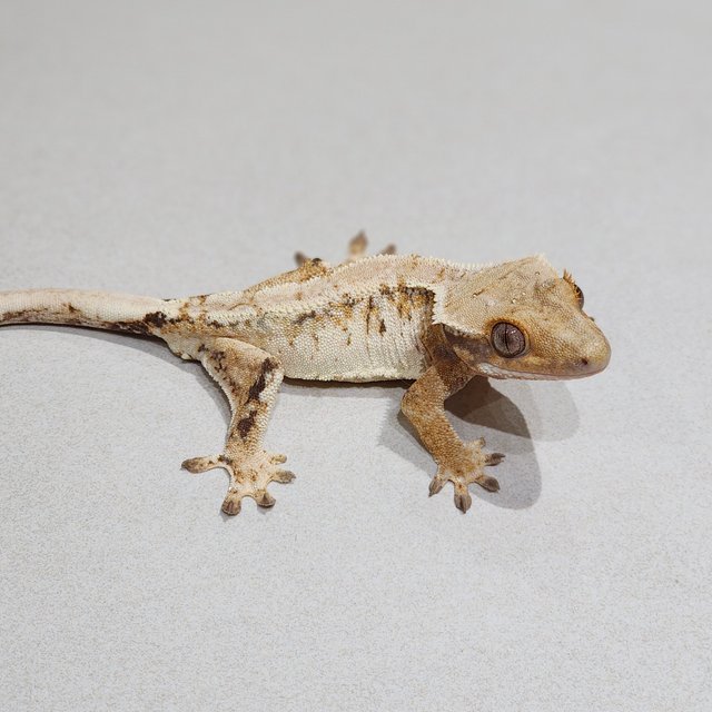 Tri White Spot Extreme Harlequin White Crown